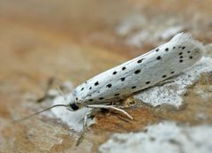Yponomeuta padella01 by wikipedia. Used under a Attribution license.