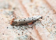 Yponomeuta padella - Flickr - Bennyboymothman by Ben Sale from UK. Used under a CC BY 2.0 license.