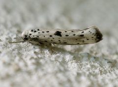 Yponomeuta plumbella 138597794 by Roman. Used under a CC BY 4.0 license.