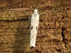 Yponomeuta plumbella 86621388 by Alexis. Used under a CC BY 4.0 license.