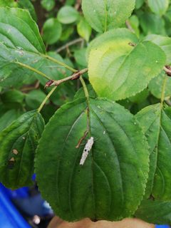 Yponomeuta plumbella 91243912 by jfgodeau. Used under a CC BY-SA 4.0 license.