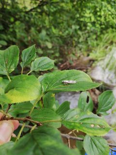 Yponomeuta plumbella 91243936 by jfgodeau. Used under a CC BY-SA 4.0 license.