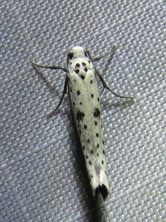 Yponomeuta plumbella 9818110 by Annika Lindqvist. Used under a CC BY 4.0 license.