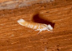 Zelleria retiniella 40211176 by Laura Gaudette. Used under a CC BY 4.0 license.