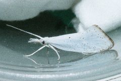 Euceratia castella by CBG Photography Group, Centre for Biodiversity Genomics. Used under a CC0 license.