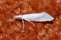 Euceratia castella 01 by CBG Photography Group, Centre for Biodiversity Genomics. Used under a CC0 license.