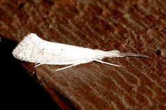 Euceratia castella 02 by CBG Photography Group, Centre for Biodiversity Genomics. Used under a CC0 license.
