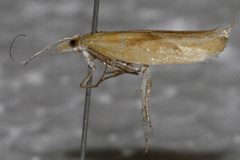 Ypsolopha canariella by CBG Photography Group, Centre for Biodiversity Genomics. Used under a CC0 license.