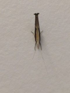 Ypsolopha dentella 104537778 by Michel Langeveld. Used under a CC BY-SA 4.0 license.