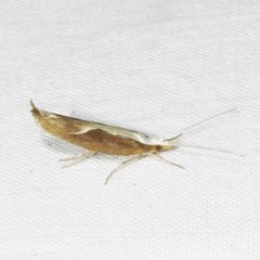 Ypsolopha dentella 91120509 by Dan MacNeal. Used under a CC BY 4.0 license.