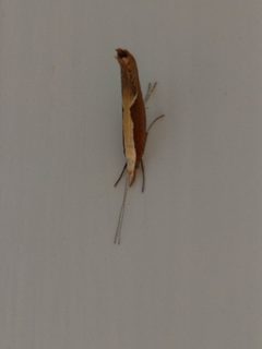 Ypsolopha dentella 97801633 by Michel Langeveld. Used under a CC BY-SA 4.0 license.