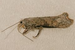 Ypsolopha falciferella1 by CBG Photography Group, Centre for Biodiversity Genomics. Used under a CC0 license.