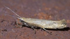 Ypsolopha unicipunctella P1580007a by 
xpda. Used under a CC BY-SA 4.0 license.