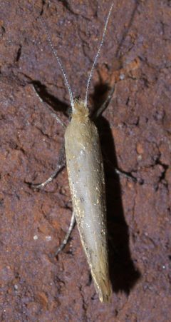 Ypsolopha unicipunctella P1580008a by 
xpda. Used under a CC BY-SA 4.0 license.