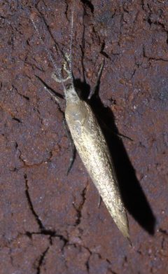 Ypsolopha unicipunctella P1580621a by 
xpda. Used under a CC BY-SA 4.0 license.