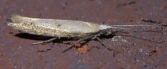 Ypsolopha unicipunctella P1580622a by 
xpda. Used under a CC BY-SA 4.0 license.