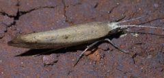 Ypsolopha unicipunctella P1580625a by 
xpda. Used under a CC BY-SA 4.0 license.