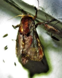 Acharia extensa by Annika Lindqvist. Used under a CC BY 4.0 license.