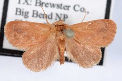 Adoneta gemina by David L. Wagner, University of Connecticut. Used under a Public domain license.