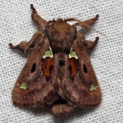 Euclea delphinii male by Jacy Lucier. Used under a CC BY-SA 4.0 license.