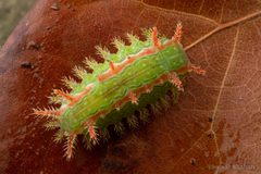 Euclea incisa - Green Oak-Slug Moth - Oklahoma - Flickr - Thomas Shahan 3 by Thomas Shahan. Used under a CC BY 2.0 license.