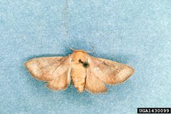 Isa textula adult by Lacy L. Hyche. Used under a CC BY 3.0 us license.