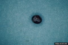 Isa textula cocoon by Lacy L. Hyche. Used under a CC BY 3.0 us license.