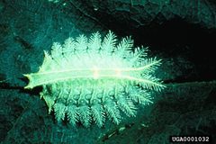 Isa textula larva by Beverly Sparks. Used under a CC BY 3.0 us license.