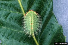 Isa textula larva1 by Lacy L. Hyche. Used under a CC BY 3.0 us license.