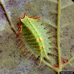 Isa textula larva2 by Clemson University - USDA Cooperative Extension Slide Series. Used under a CC BY 3.0 us license.