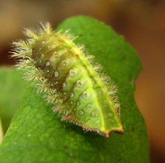 Isa textula larva 1 by Jacy Lucier. Used under a CC BY-SA 4.0 license.