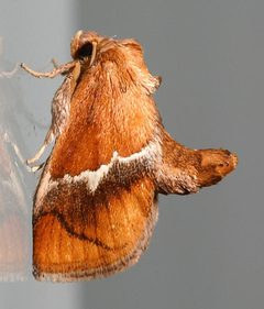 Lithacodes fasciola by Mike Boone. Used under a CC BY-SA 2.5 license.