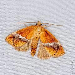 Lithacodes fasciola 286156727 by Lior Carlson. Used under a CC BY-SA 4.0 license.