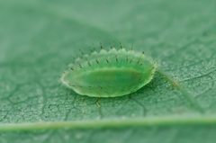 Lithacodes fasciola larva by Photograph created by Keegan Morrison (Keegstr on en.wikipedia) using a Nikon D90 with the Nikkor 105mm f/2.8 Macro lens.. Used under a CC BY-SA 3.0 license.