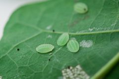 Lithacodes fasciola larvae by Photograph created by Keegan Morrison (Keegstr on en.wikipedia) using a Nikon D90 with the Nikkor 105mm f/2.8 Macro lens.. Used under a CC BY-SA 3.0 license.
