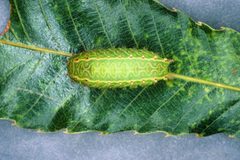 Natada nasoni larva by Lacy L. Hyche. Used under a CC BY 3.0 us license.