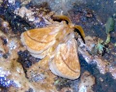 Perola clara 2384413 by Francisco Farriols Sarabia. Used under a CC BY 4.0 license.