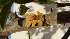 Phobetron Pithecium caterpillar on an orange tree by Dijom. Used under a CC BY-SA 4.0 license.