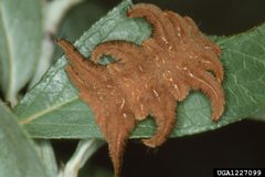 Phobetron pithecium larva by Jerry A. Payne. Used under a CC BY 3.0 us license.