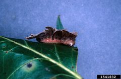 Phobetron pithecium larva1 by Lacy L. Hyche. Used under a CC BY 3.0 us license.