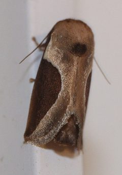 Prolimacodes badia by Mike Boone. Used under a CC BY-SA 2.5 license.
