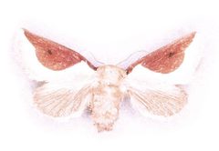 Prolimacodes badia adult by Lacy L. Hyche, Auburn University, United States. Used under a CC BY 3.0 license.