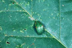 Prolimacodes badia larva by Lacy L. Hyche. Used under a CC BY 3.0 license.