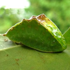 Prolimacodes badia larva 1 by Jacy Lucier. Used under a CC BY-SA 4.0 license.