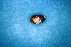 Prolimacodes badia pupa by Lacy L. Hyche. Used under a CC BY 3.0 license.