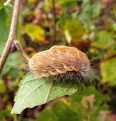 Black waved flannel moth by aecole2010. Used under a CC BY 2.0 license.