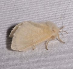 Megalopyge lacyi 41506337 by Laura Gaudette. Used under a CC BY 4.0 license.