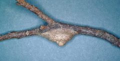 Megalopyge opercularis coccoon by Lacy L. Hyche, Auburn University, United States. Used under a CC BY-SA 3.0 license.