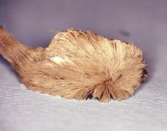 Puss caterpillar1 by wikipedia. Used under a Public domain license.