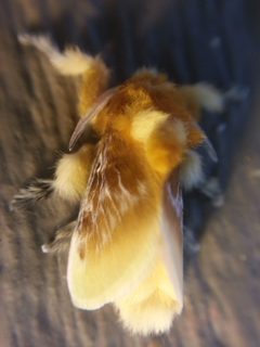 Southern flannel moth 201407 2 by Rhododendrites. Used under a CC BY-SA 4.0 license.